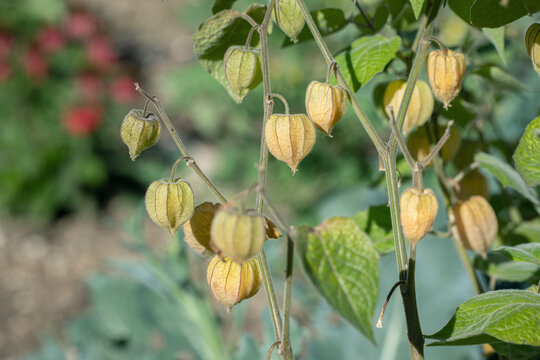 Mature, closed calyces of a cape gooseberry plant (Physalis peruviana).