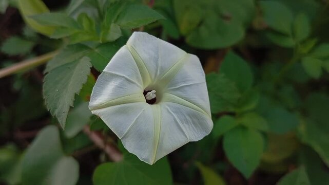 Convolvulus farinosus