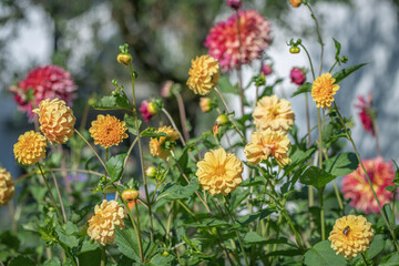 Group of yellow dahlia flowers in a garden. Red Dahlias in the background.