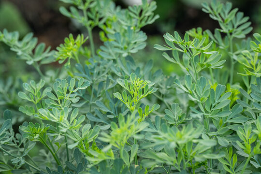 Grean leafs of a common rue plant (Ruta graveolens).