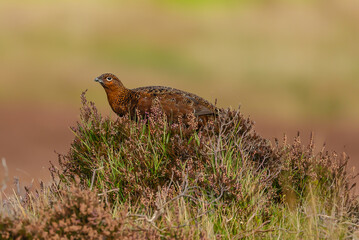 Red Grouse, Scientific name: Lagopus Lagopus.  Red Grouse male, alert and facing left in Autumn as the blooming heather fades.  Clean background.  Space for copy.  Horizontal.