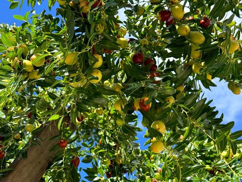 Tree with fruits ziziphus jujuba, jujube, red date, chinese date
