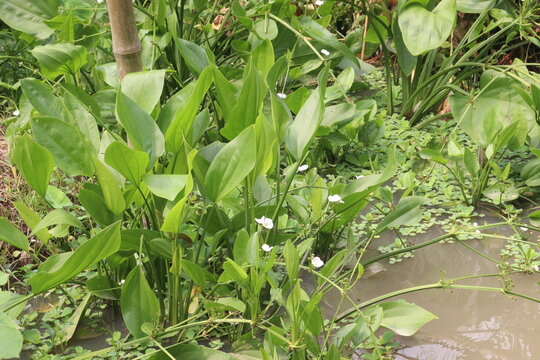 Echinodorus cordifolius flower plant on farm