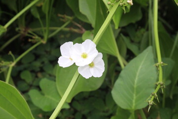Echinodorus cordifolius flower plant on farm