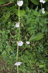 Echinodorus cordifolius flower plant on farm