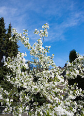 Kirschblüte