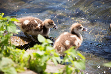 Entenküken am Wasser