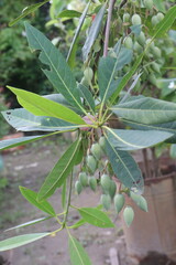 Fototapeta premium Elaeocarpus hainanensis flower plant on nursery