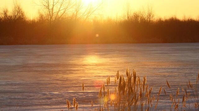 North-eastern European river after frosty winter. Ice began to melt, state of ice week before the ice break (ice-boom). Aurora, sunset colors on spring evening, Reed panicles are glowing
