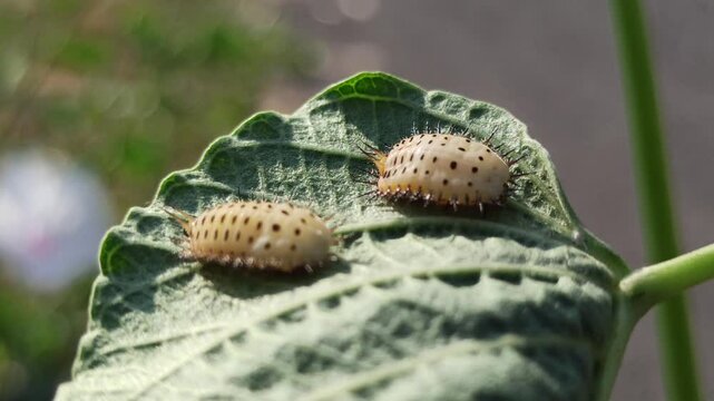Aspidimorpha miliaris pupa and larva