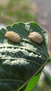 Aspidimorpha miliaris pupa and larva