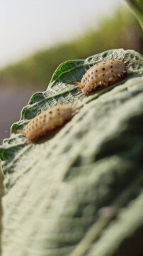 Aspidimorpha miliaris pupa and larva