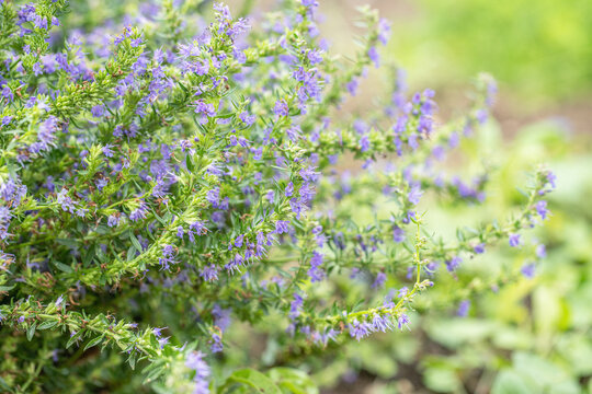Blooming hyssop branches (Hyssopus officinalis).