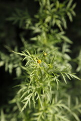 Close-up photos of flowers found on a walk in the woods