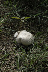 Close-up photos of mushrooms found on a walk in the forest
