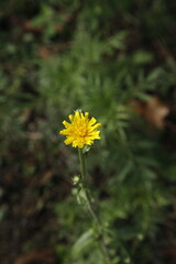 Close-up photos of flowers found on a walk in the woods