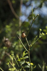 Close-up photos of insects found on a walk in the woods