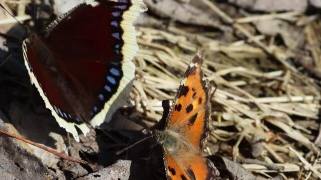 Unusual natural phenomenon. Lesser tortoiseshell (Vanessa urticae) butterfly is chasing Mourning butterfly (Nymphalis antiopa) and trying to mate with it. Such errors of instinct are rare in nature