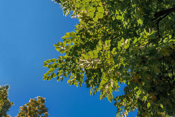 A view through the treetops. Green foliage in spring with green foliage in the forest. Young spring green foliage against a blue sky background. Trees with green foliage against the sky.