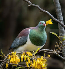 Kereru, New Zealand pigeon with yellow Kowhai flower in its beak.