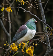 New Zealand pigeon (Kereru)  perched on a Kowhai tree full of yellow flowers. Auckland.