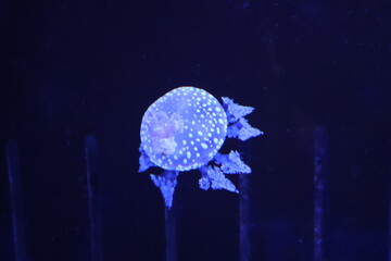 タコクラゲ, Papuan jellyfish, Mastigias papua