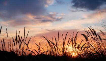 beautiful of the sky in the evening with silhouette of grass