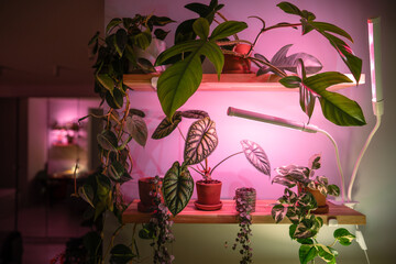 Indoor plants under phytolamps on wooden shelf at home, making up for lack of real daylight and...