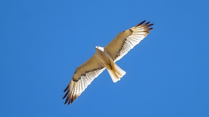 Fototapeta premium 58. A solitary white kite soaring high in the sky