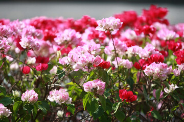 Obraz premium Flower in the garden outdoor