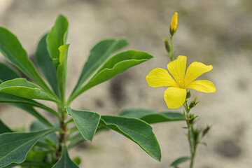 Yellow blossom and foliage of (Linum flavum).
