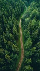 Obraz premium An aerial path across a stunning wooded environment