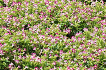 Pink flowers in the park
