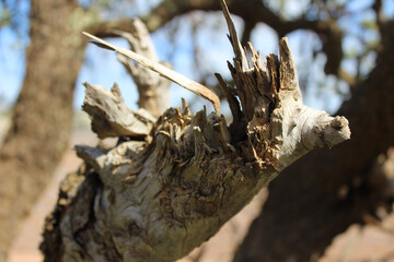 Wood Sculpture Australian Outback 2