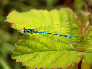 damsefly on a leaf summer