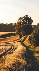 Fototapeta premium A winding dirt path through a field of golden grass and a large tree at sunset.