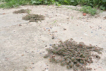 Euphorbia maculata flower plant on roadside