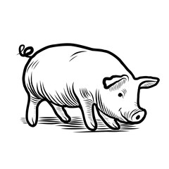 Sketch of a pig. Various poses of a sitting, standing piglet. Vintage illustration. Element for label, packaging and postcard design.