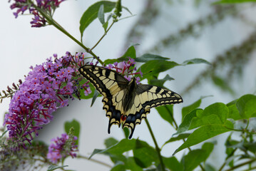 Old World Swallowtail or common yellow swallowtail (Papilio machaon) sitting on summer lilac in Zurich, Switzerland