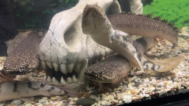 Polypterus delhezi, PLOPTERUS DELTA The barred bichir, armoured bichir, bandback bichir, or banded bichir Polypterus delhezi is elongated fish found, specifically in upper and middle portions.