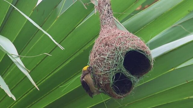 Nature architect at work 