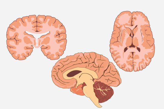 cross section of human brain, side view and front view. eps 10. white background