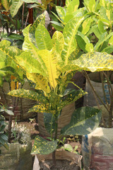 Garden croton tree plant on farm © CMYK MAKER