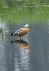 Ruddy Shelduck looks cute, Ruddy shelduck in the pond, ruddy shelduck in shallow waters, female, duck in the lake, reeds in the pond