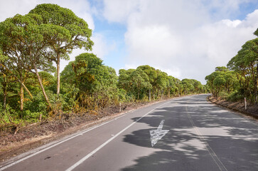 Asphalt road on Santa Cruz Island, Galapagos National Park, Ecuador.