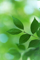 Green leaves background. Selective and soft focus. Copy space.