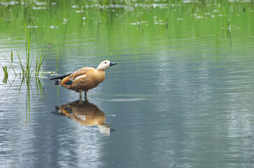 Ruddy Shelduck looks up into the sky, Ruddy shelduck in the pond, ruddy shelduck in shallow waters,  female, duck in the lake, reeds in the pond
