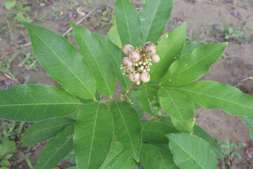 Glycosmis fruit, medicinal plant on forest