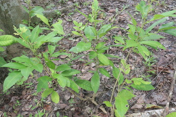 Glycosmis fruit, medicinal plant on forest