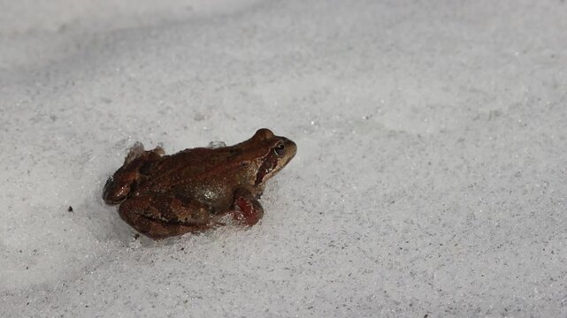 The brown frog (Rana temporaria) migrates in the spring. This cold-blooded animal warmed up in the sun and does not avoid snow on the way. North Europe